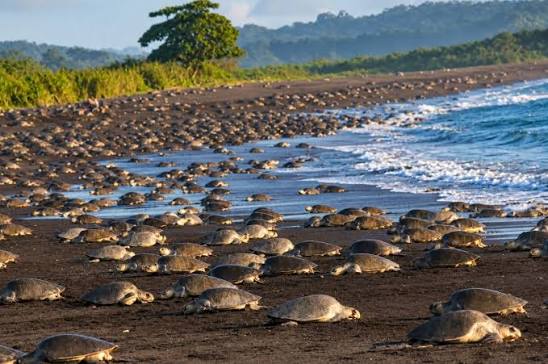 Ostional, Costa Rica